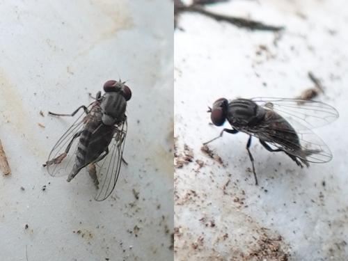 Réf. 292 966 : Lindneromyia dorsalis